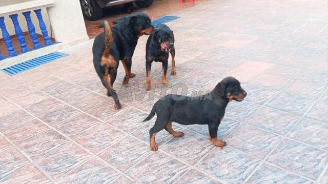 Chien bébé routt Weller - 2