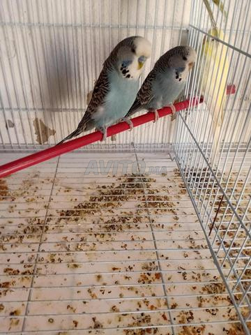 Perruche grande taille