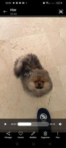 Spitz Pomeranian - 2