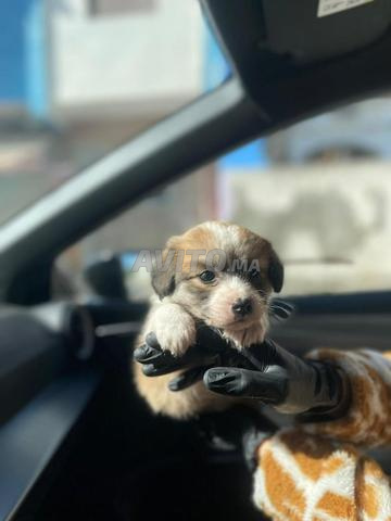 بيشون هافانيز