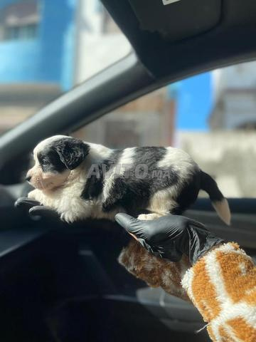 بيشون هافانيز - 2