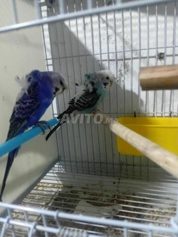 Pirouche Hogo Jwija Salaha - 2