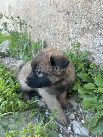 Malinois charbonné - 2