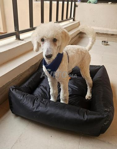 Chiot Caniche Royal - 2