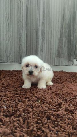 Bichon Maltais pure race âge de 40 jours