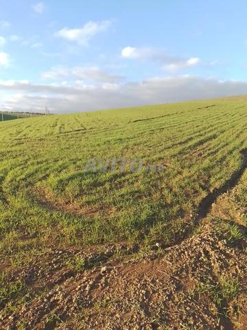 1 هكتار 7 خدامة ملكي نواحي تيفلت ثمن 30 مليون كلها