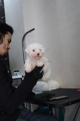 بيشون مالطي أصيل - 2