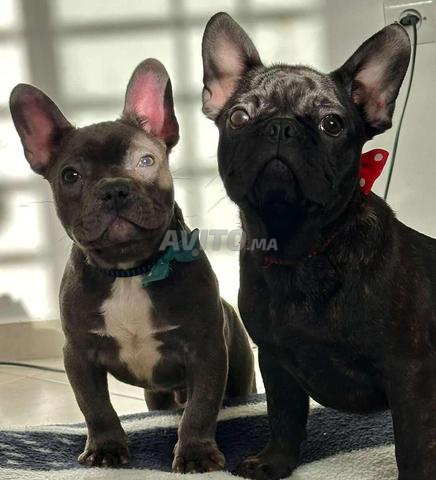 Bulldog français - 2