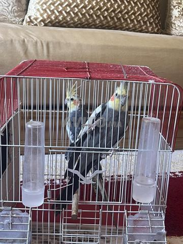 2 كالوبسيت ذكر وأنثى للبيع - 2