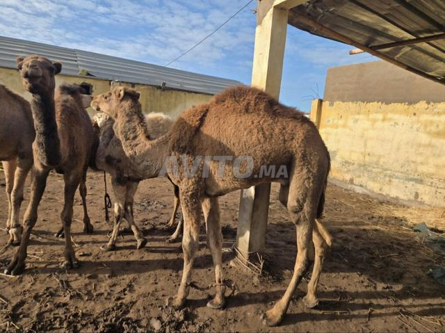 Jmal Dromadaire - 2