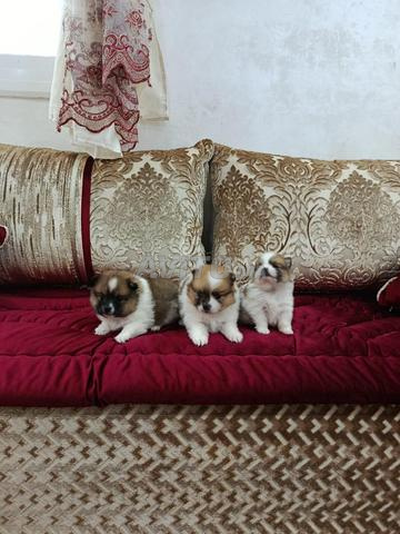 كلاب سبيدز - 2