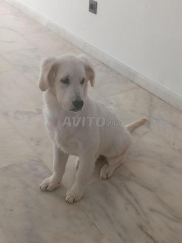 GOLDEN RETRIEVER chiot de 5 mois - 2