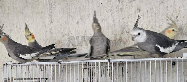 Couples Calopsitte - 2