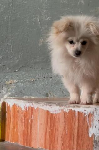 كلب سبيتز ذكر