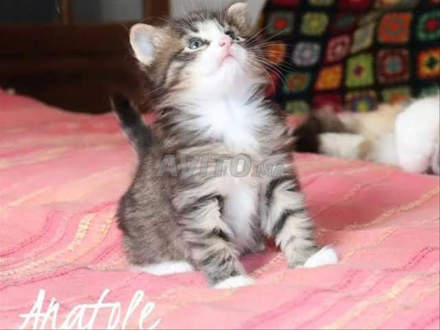 Bébé chat ras Norvège poilong - 2