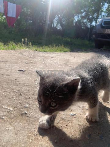 قطط للبيع - 2