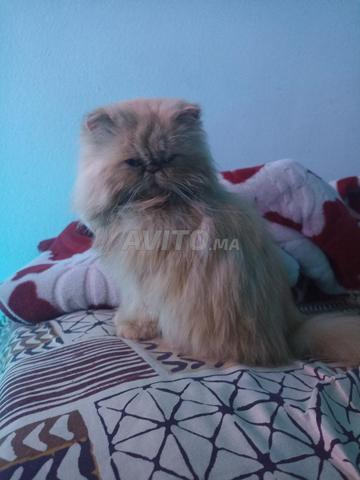 Persan femelle 8 mois - 2