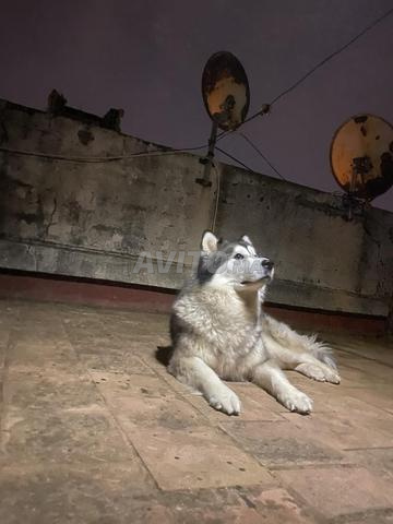 Husky Malamute - 2