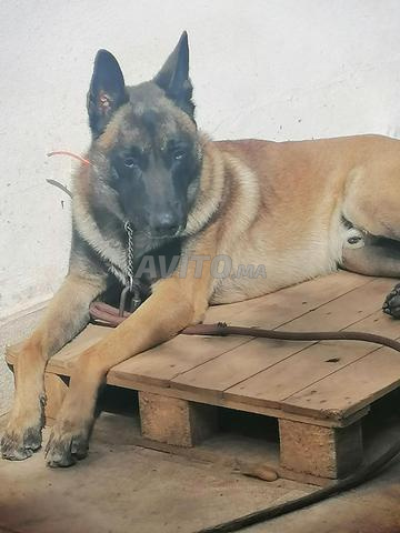 كلب مالينو - 2