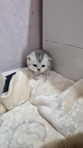 سكوتش / بريتيش / سكوتيش فولد / بريتيش