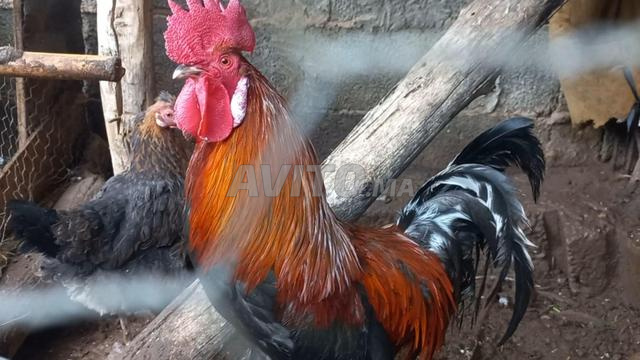 Coq Beldi à vendre pour l'accouplement - 2