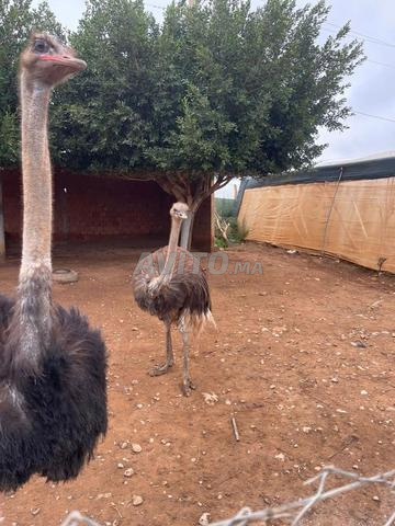 ثلاثي نعام بالغ ممتاز للبيع ذكر وأنثيان - 2