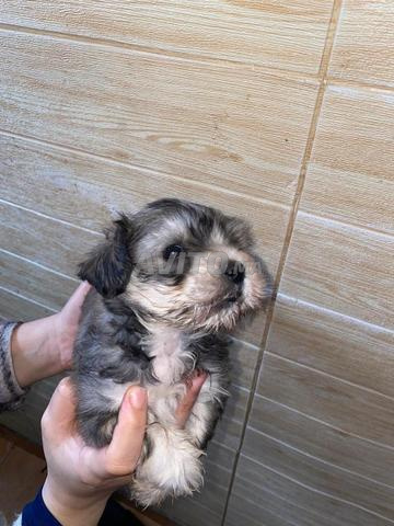 بيشون قزم - 2