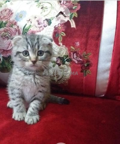 سكوتيش وبريتيش/سكوتيش بريتيش