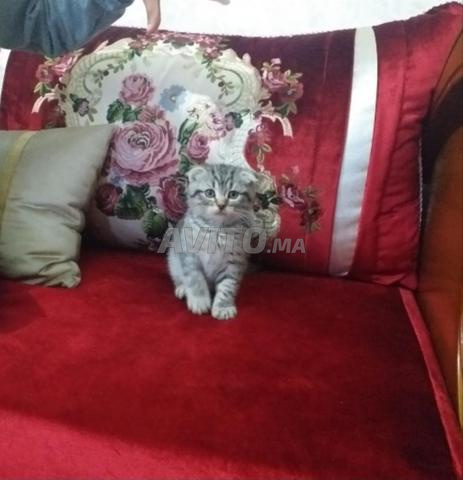 سكوتيش وبريتيش/سكوتيش بريتيش - 2