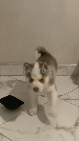 هاسكي بعيون زرقاء