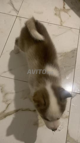 هاسكي بعيون زرقاء - 2