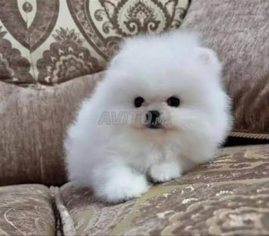 كلب صغير من نوع لولو بوميرانيان - 2