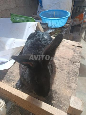 نطوة مليحة - 2