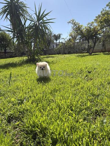 Spitz nain a vendre - 2