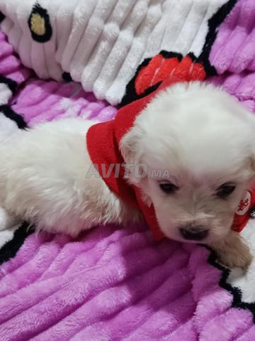 بيشون مالطية من سلالة أصيلة - 2