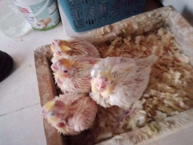 صغار طائر الكالوبسيت للدريساج لوتينو عين حمراء - 2