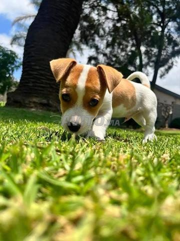 جاك راسل - 2