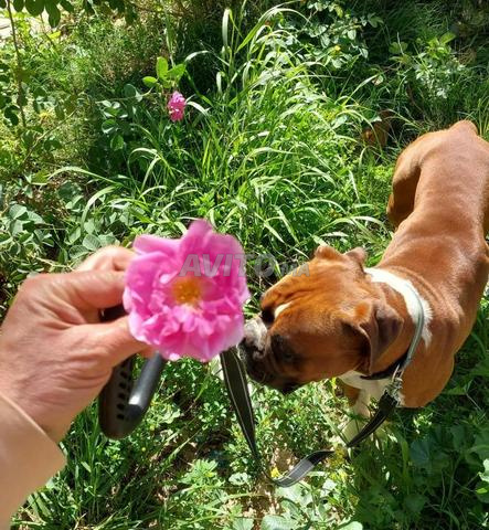 كلب بوكسر 17 شهرًا - 2