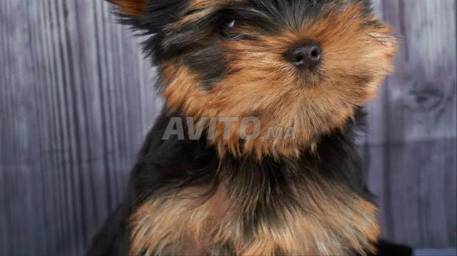 جرو يوركشاير - 2