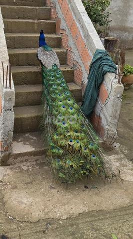 الطاووس paon - 2