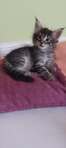 Bébé chat Norvège poil long - 2