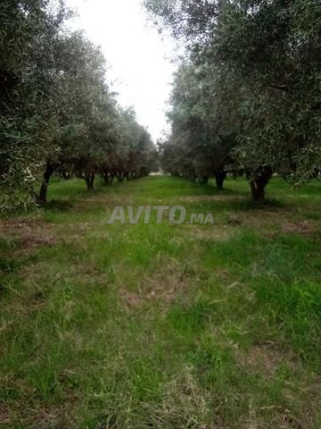 Terrain à vendre 11 hectares Charafia Marrakech - 2