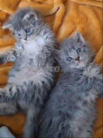 Bébé chaton chirazi gris poil long - 2