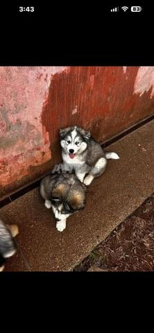 جرو للبيع - 2