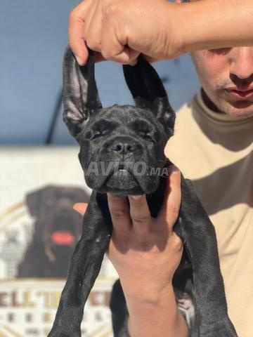 كلب قصب السكر ذو نسب - 2