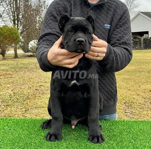 Mâle cane corso pedigree