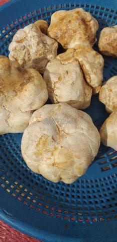 الكمأ او الترفاس truffles - 2