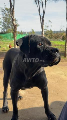 كلبة كين كورسو سوداء