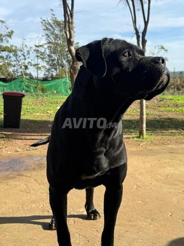 كلبة كين كورسو سوداء - 2