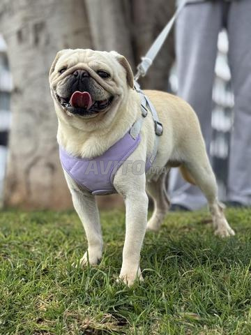 كلب بَج ذكر متاح، لعوب، هادئ ومحب - 2